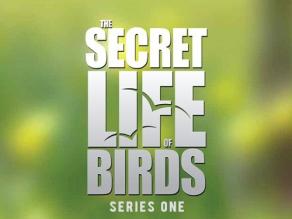 鸟类秘闻 第一季/Secret Life of Birds.2012电
影海报