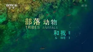部落 动物和我Ⅱ：与鬣狗同行电
影海报